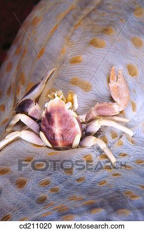 Porcelain crab (Neopetrolisthes ohshimai) View Large Photo Image Stock Image - Porcelain crab (Neopetrolisthes ohshimai). Fotosearch