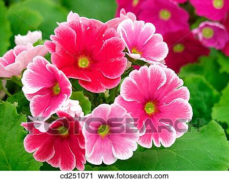 Stock Image - Primrose (Primula obconica). Fotosearch