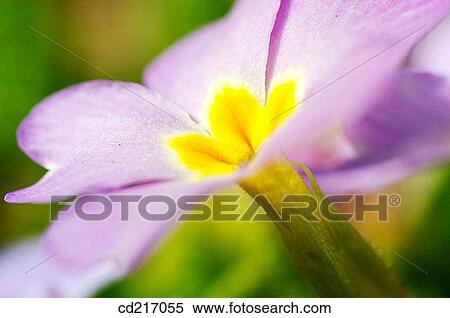 Primrose (Primula sp. ) View Large Photo Image Stock Photography - Primrose (Primula sp. ). Fotosearch