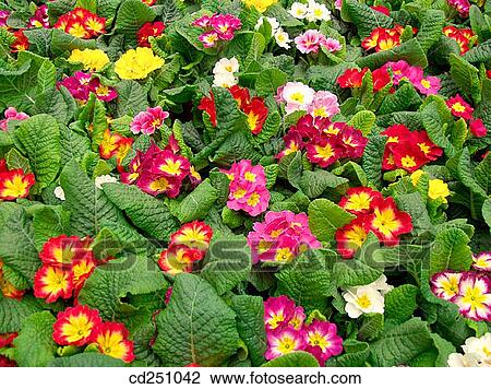 Primroses (Primula sp. ) View Large Photo Image Stock Image - Primroses (Primula sp. ). Fotosearch