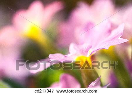 Primroses (Primula sp. ) View Large Photo Image Stock Photo - Primroses (Primula sp. ). Fotosearch