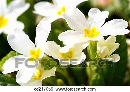 Primroses (Primula sp. ) View Large Photo Image Stock Photograph - Primroses (Primula sp. ). Fotosearch