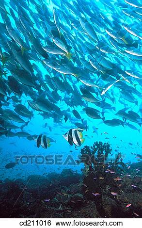 Prolific marine life. Papua New Guinea View Large Photo Image Stock Photograph - Prolific marine life. Papua New Guinea. Fotosearch