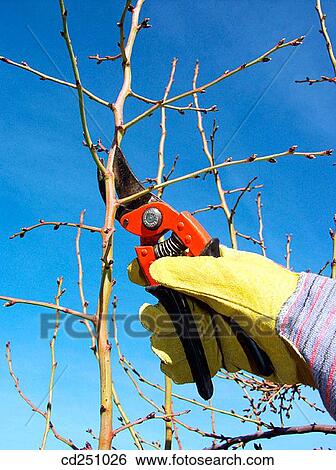 Stock Photograph - Pruning tree in winter. Fotosearch