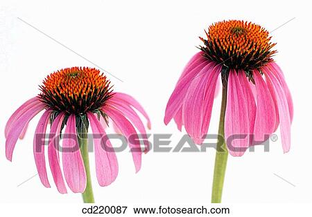Stock Photo - Purple Coneflower (Echinacea purpurea). Fotosearch