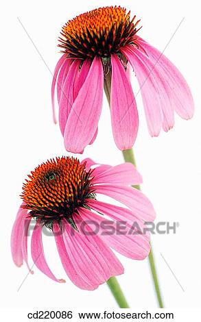 Purple Coneflower (Echinacea purpurea) View Large Photo Image Stock Photograph - Purple Coneflower (Echinacea purpurea). Fotosearch