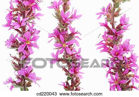 Purple loosestrife (Lythrum salicaria) View Large Photo Image Stock Image - Purple loosestrife (Lythrum salicaria). Fotosearch