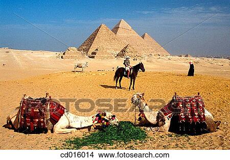 Pyramids and camels. Gizeh. Egypt View Large Photo Image Picture - Pyramids and camels. Gizeh. Egypt. Fotosearch
