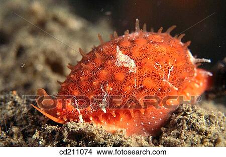 Red cowrie (Cypraeidae sp. ). Papua New Guinea View Large Photo Image Picture - Red cowrie (Cypraeidae sp. ). Papua New Guinea. Fotosearch
