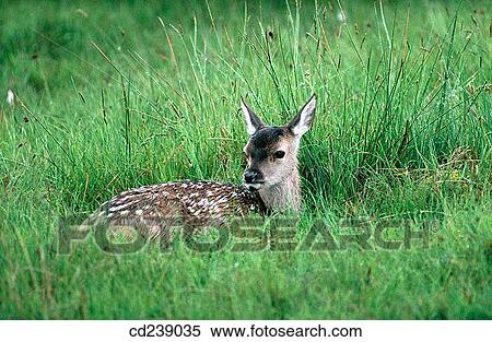 Red deer (Cervus elaphus) calf View Large Photo Image Stock Photography - Red deer (Cervus elaphus) calf. Fotosearch