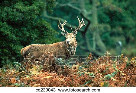Stock Image - Red deer stag (Cervus elaphus). Fotosearch