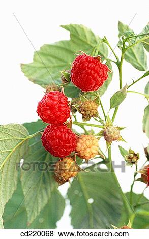 Red Raspberry (Rubus idaeus) View Large Photo Image Stock Photo - Red Raspberry (Rubus idaeus). Fotosearch