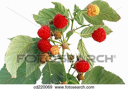 Red Raspberry (Rubus idaeus) View Large Photo Image Stock Photo - Red Raspberry (Rubus idaeus). Fotosearch