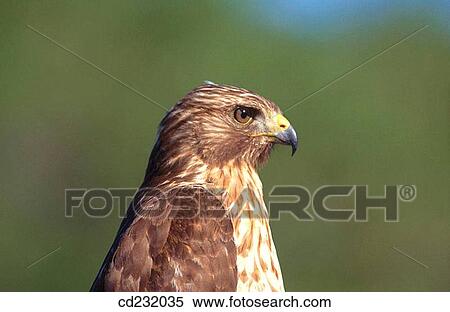 Red-shouldered Hawk (Buteo lineatus). Florida. USA View Large Photo Image Stock Photography - Red-shouldered Hawk (Buteo lineatus). Florida. USA. Fotosearch