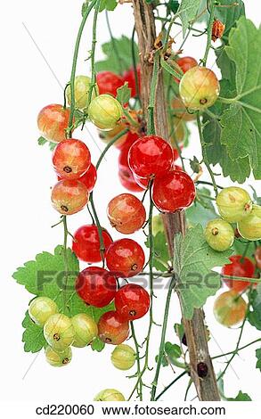 Redcurrants (Ribes rubrum) View Large Photo Image Stock Image - Redcurrants (Ribes rubrum). Fotosearch