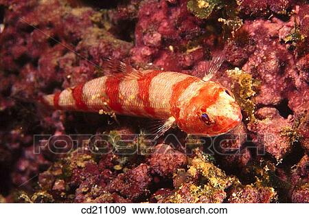 Reef Lizardfish (Synodus variegatus). Kimbe Bay, Papua New Guinea View Large Photo Image Stock Photo - Reef Lizardfish (Synodus variegatus). Kimbe Bay, Papua New Guinea. Fotosearch