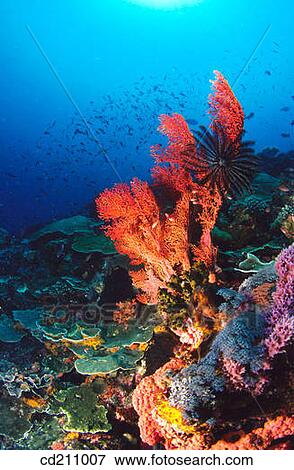 Stock Photo - Reef structure. Komodo National Park. Indonesia. Fotosearch