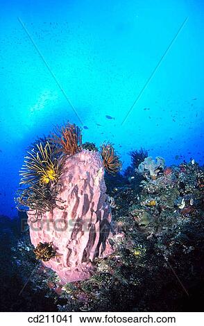 Stock Image - Reef structure. Papua New Guinea. Fotosearch