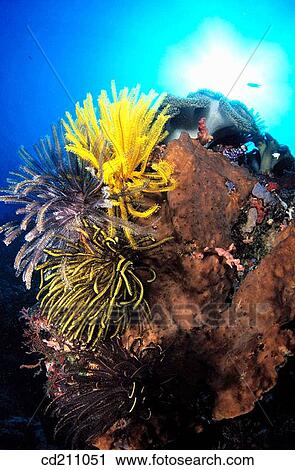 Reef structure. Papua New Guinea View Large Photo Image Stock Image - Reef structure. Papua New Guinea. Fotosearch