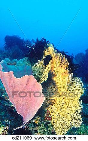 Reef structure. Papua New Guinea View Large Photo Image Stock Photo - Reef structure. Papua New Guinea. Fotosearch
