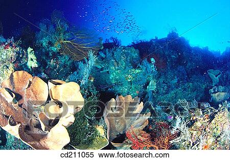 Reef, wall structure of the Eastern fields. Papua New Guinea View Large Photo Image Stock Photography - Reef, wall structure of the Eastern fields. Papua New Guinea. Fotosearch