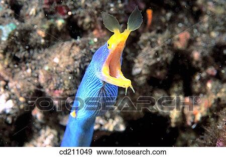 Stock Photo - Ribbon Moray (Rhinomuraena quaesita). Fotosearch