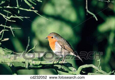 Robin (Erithacus rubecula) in winter View Large Photo Image Stock Image - Robin (Erithacus rubecula) in winter. Fotosearch