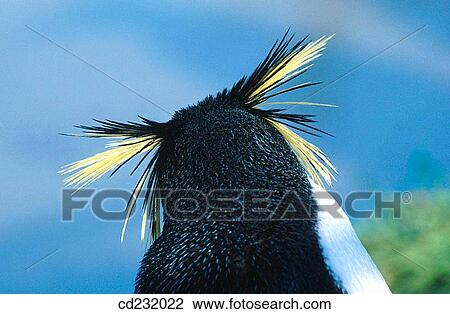 Rockhopper Penguin (Eudyptes crestatus) View Large Photo Image Stock Image - Rockhopper Penguin (Eudyptes crestatus). Fotosearch