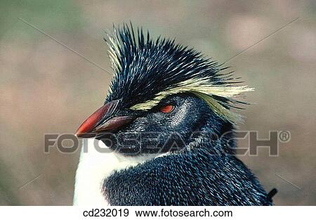 Rockhopper Penguin (Eudyptes crestatus) View Large Photo Image Stock Photo - Rockhopper Penguin (Eudyptes crestatus). Fotosearch
