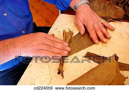 Rolling cigar. Tenerife. Canary Islands. Spain View Large Photo Image Stock Photo - Rolling cigar. Tenerife. Canary Islands. Spain. Fotosearch
