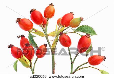 Stock Photograph - Rose hips (Rosa canina). Fotosearch
