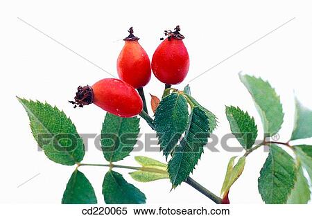 Rose hips (Rosa canina) View Large Photo Image Stock Photography - Rose hips (Rosa canina). Fotosearch