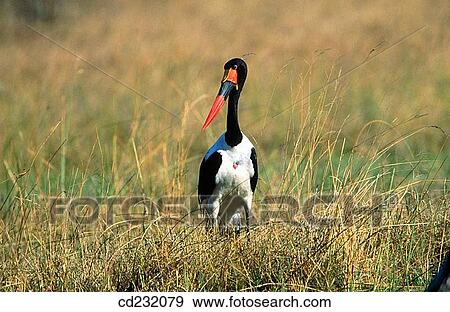 Saddle-billed Stork (Ephippiorhynchus senegalensis) View Large Photo Image Stock Photo - Saddle-billed Stork (Ephippiorhynchus senegalensis). Fotosearch