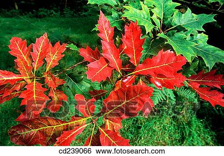 Scarlet oak (Quercus coccinea). Ashridge. Ringshall. Hertfordshire. England View Large Photo Image Stock Photograph - Scarlet oak (Quercus coccinea). Ashridge. Ringshall. Hertfordshire. England. Fotosearch