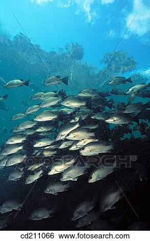 Schooling Grunt. Florida. USA View Large Photo Image Stock Photograph - Schooling Grunt. Florida. USA. Fotosearch