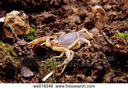 Scorpion (Buthus occitanus) View Large Photo Image Stock Photo - Scorpion (Buthus occitanus). Fotosearch