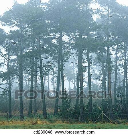 Stock Photograph - Scots Pines (Pinus sylvestris) at sunset. Ashdown Forest. England. Fotosearch