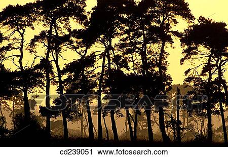 Scots Pines (Pinus sylvestris). Breckland. Norfolk. England View Large Photo Image Stock Image - Scots Pines (Pinus sylvestris). Breckland. Norfolk. England. Fotosearch