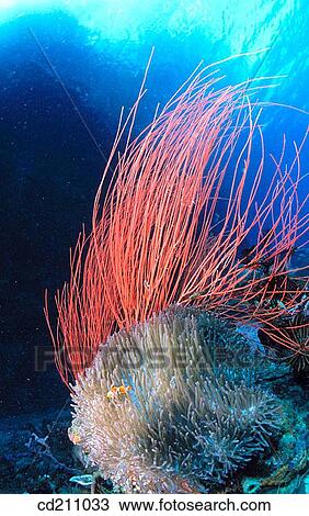 Sea anemones. Red Sea View Large Photo Image Stock Image - Sea anemones. Red Sea. Fotosearch