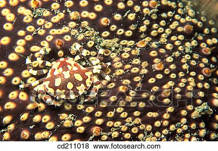 Sea Cucumber crab (Lissocarcinus orbicularis) View Large Photo Image Stock Photo - Sea Cucumber crab (Lissocarcinus orbicularis). Fotosearch