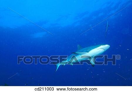 Shark. Papua New Guinea View Large Photo Image Stock Image - Shark. Papua New Guinea. Fotosearch