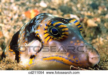 Sharpnose Puffer (Canthigaster rostrata). Indonesia View Large Photo Image Picture - Sharpnose Puffer (Canthigaster rostrata). Indonesia. Fotosearch