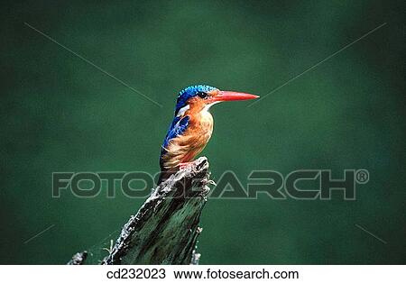 Shining-blue Kingfisher (Alcedo quadribrachys) View Large Photo Image Stock Image - Shining-blue Kingfisher (Alcedo quadribrachys). Fotosearch