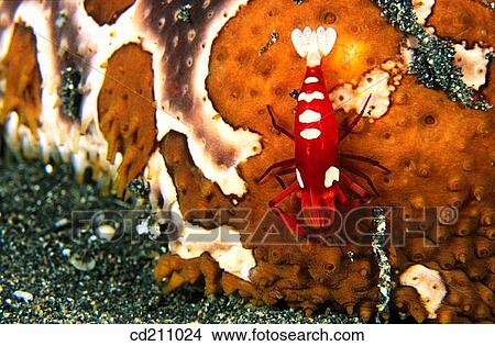 Shrimp (Periclimenes imperator) on Sea Cucumber. Indonesia View Large Photo Image Picture - Shrimp (Periclimenes imperator) on Sea Cucumber. Indonesia. Fotosearch