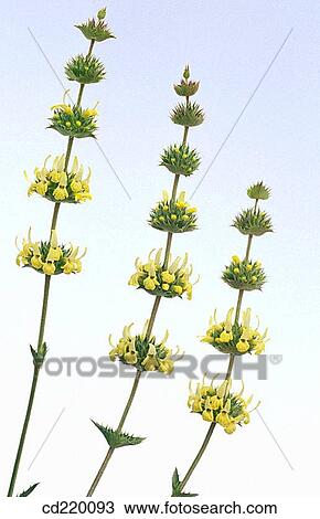 Stock Image - Sideritis angustifolia. Fotosearch