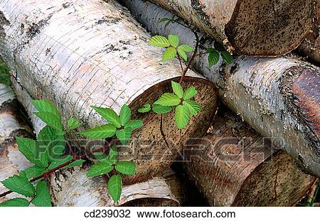 Silver birch (Betula pendula) logs with bramble and heath. Owlsmoor. Berkshire. England View Large Photo Image Stock Image - Silver birch (Betula pendula) logs with bramble and heath. Owlsmoor. Berkshire. England. Fotosearch