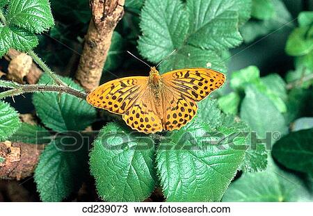 Stock Image - Silver-washed Fritillary (Argynnis paphia). Fotosearch