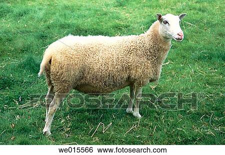 Single sheep on green grass. View Large Photo Image Stock Photograph - Single sheep on green grass.. Fotosearch