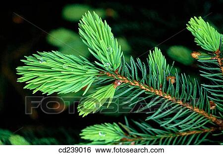 Sitka spruce (Picea sitchensis). Oxfordshire. England View Large Photo Image Stock Photograph - Sitka spruce (Picea sitchensis). Oxfordshire. England. Fotosearch