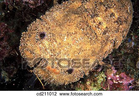 Stock Image - Slipper Lobster (Parribacus caledonicus). Papua New Guinea. Fotosearch